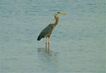 (02) Dscf0267 (causeway great blue heron).jpg    (998x688)    244 KB                              click to see enlarged picture